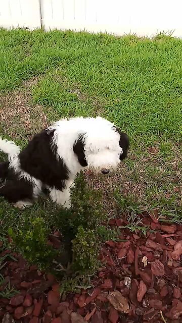 Luna the Sheepadoodle before her haircut, sitting down chewing on a branch.