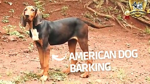 Dog American