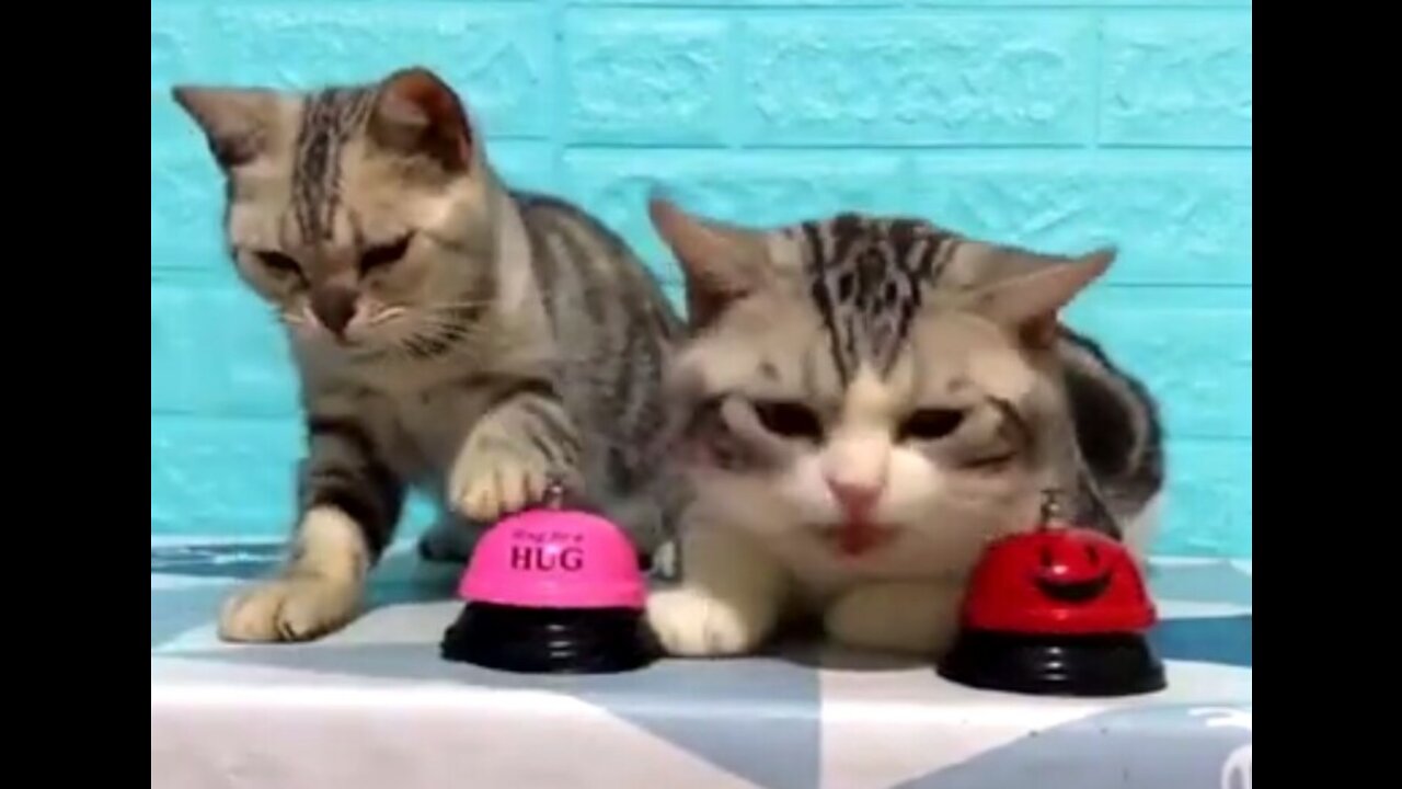 Cute cats dont stop ringing the bell to get food