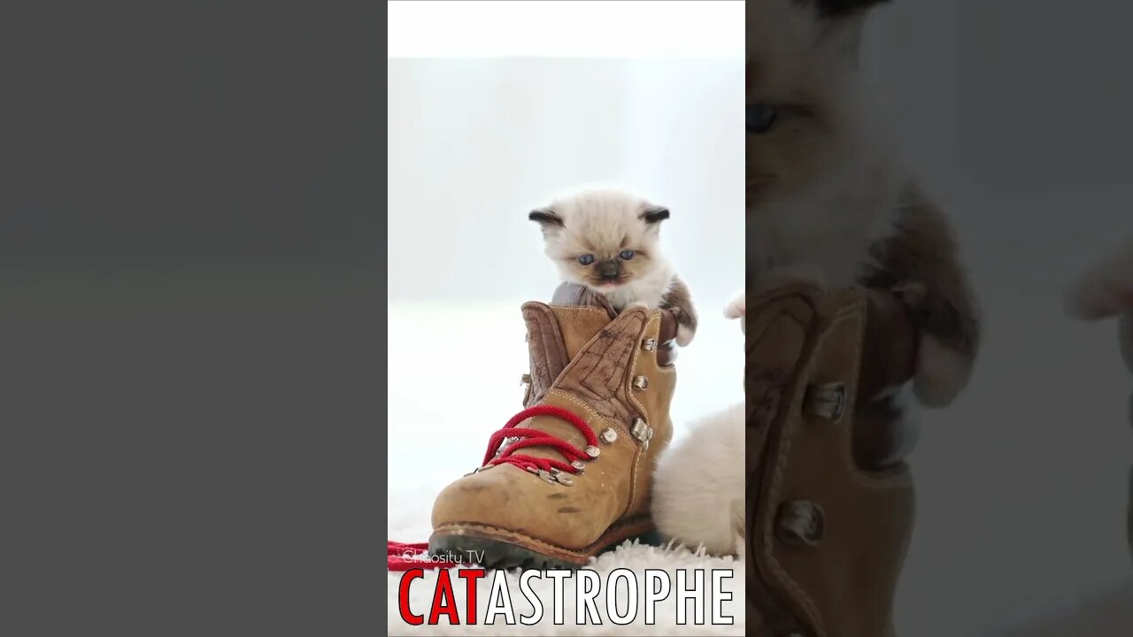 😼 #CATASTROPHE - Paws of Play: Fluffy Adventures in Work Boots 🐈