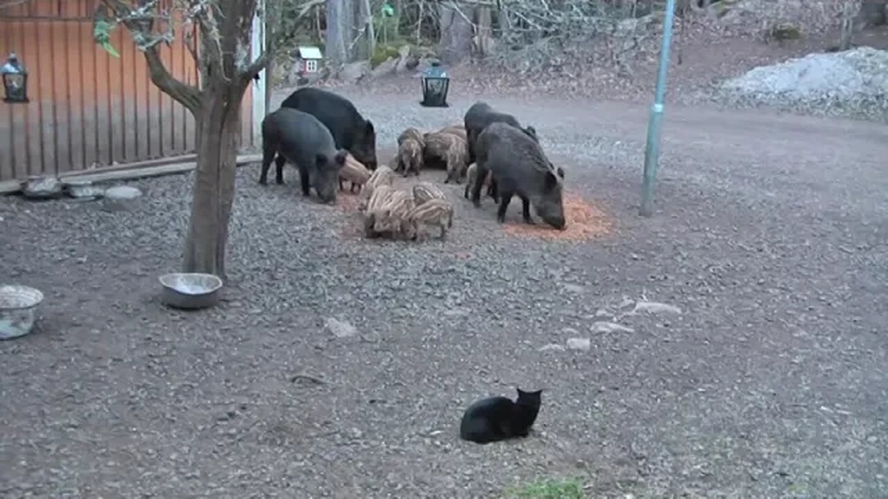 My Cats Are Not A Bit Afraid Of My Wild Pigs