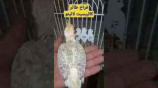 فراخ طائر كاليبسيت لاتينو عين حمراء