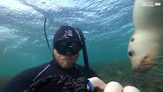 Un lion de mer joue avec la tête d'un plongeur