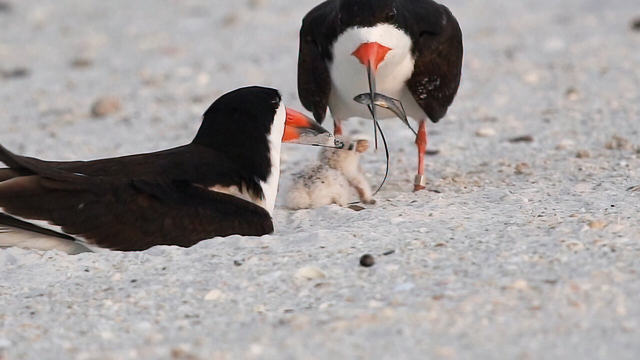 6Q and Mate Team Up to Feed Their Baby