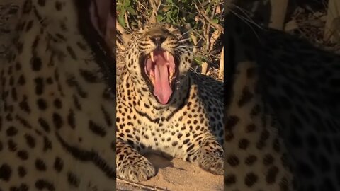 Awesome Leopard Roar! #shorts