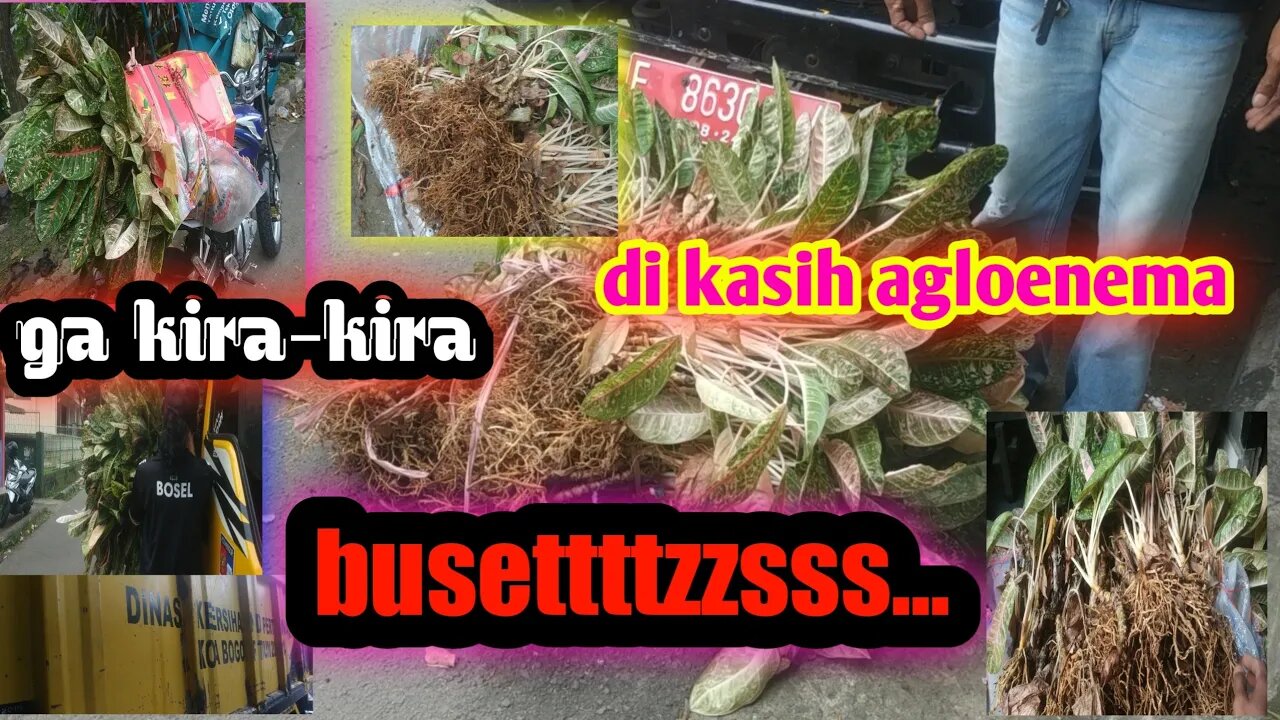 repiwwwwww.. tanaman hias.. eps.1 dona