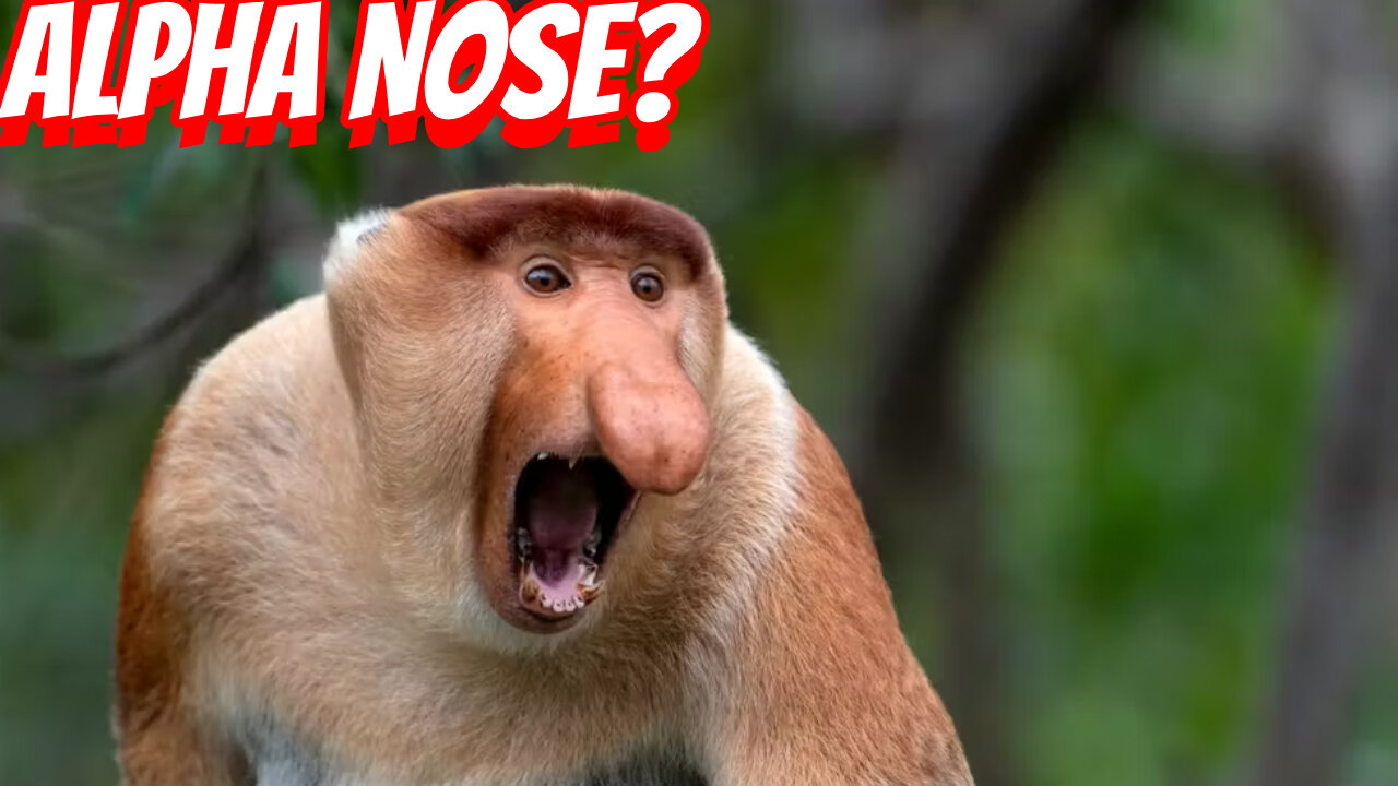 How Ugly Are Proboscis Monkey?