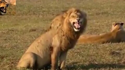 Lion funny sound