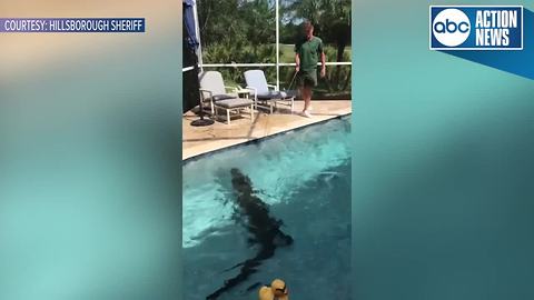 9-foot-long gator removed from Hillsborough County pool