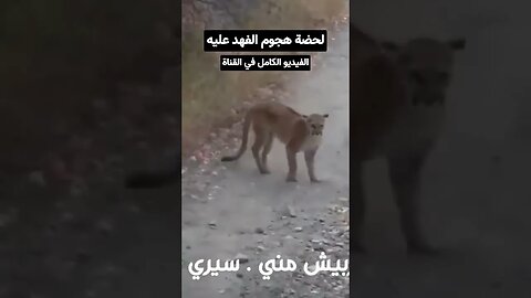 هجوم الفهد على امريكي