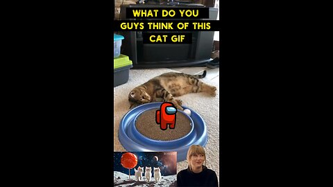 Cute Cat Gif