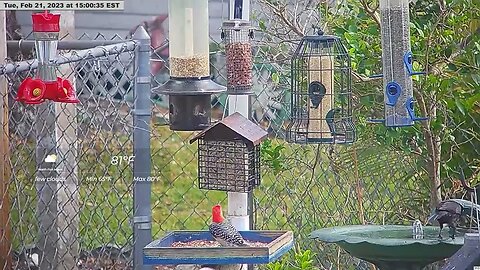 Bossy Red Bellied Woodpecker