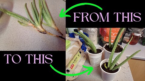 How to propagate aloe vera