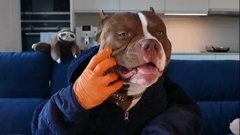 Choco Eats English Breakfast with Hands | Hilarious Pitbull Food Challenge!