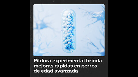 Píldora experimental para revertir el envejecimiento da resultados prometedores en perros