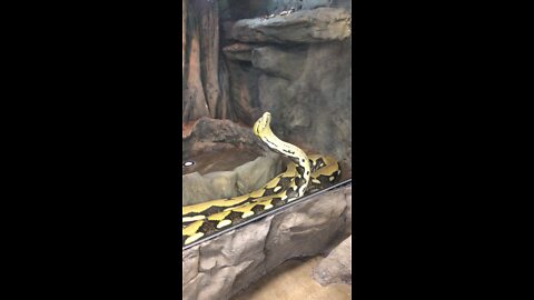 This snake is graceful!