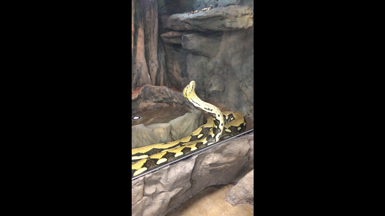 This snake is graceful!