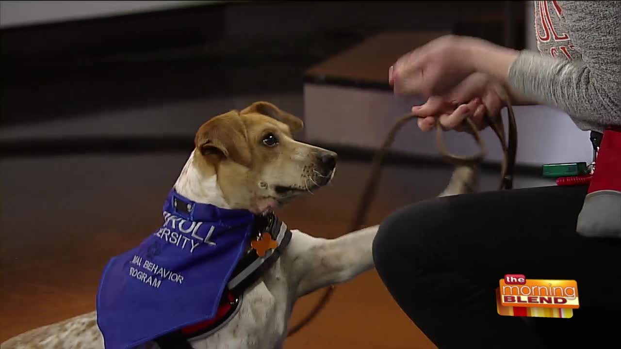 A Unique Dog Fostering Program at Carroll University