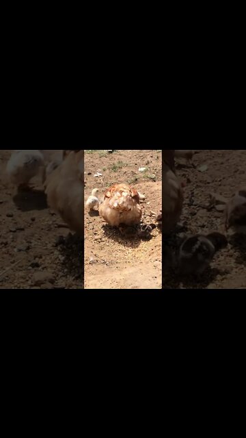 Hen and baby chicks