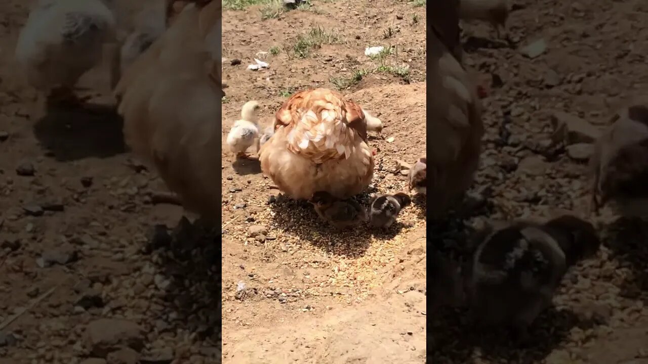 Hen and baby chicks