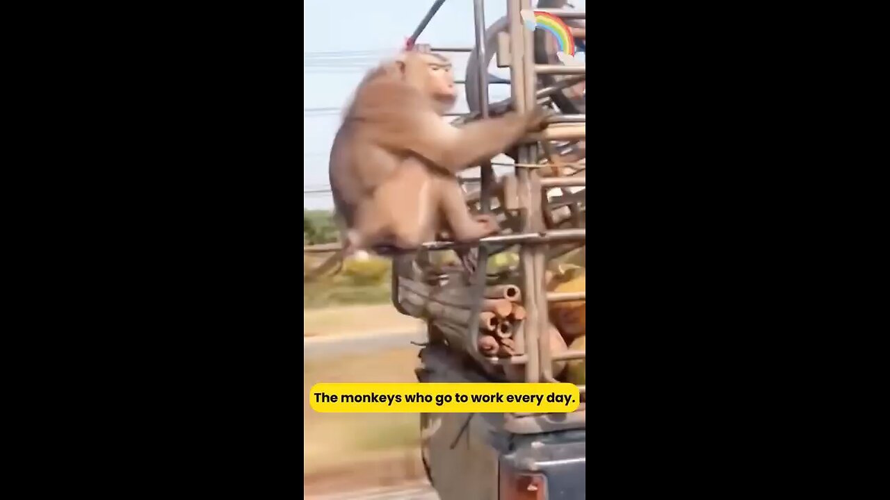 Cheapest Labour !! monkey work !!