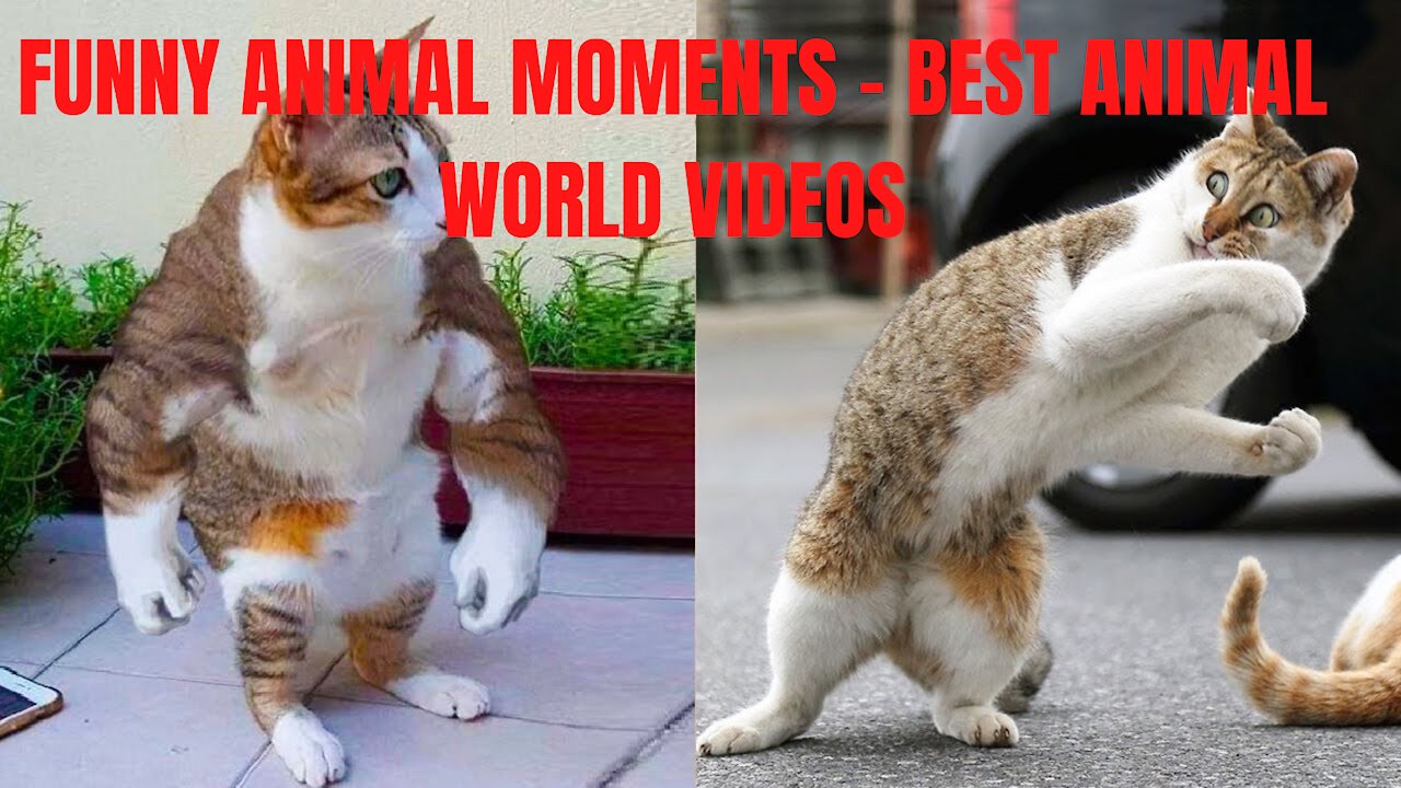 FUNNY ANIMAL MOMENTS - BEST ANIMAL WORLD VIDEOS V