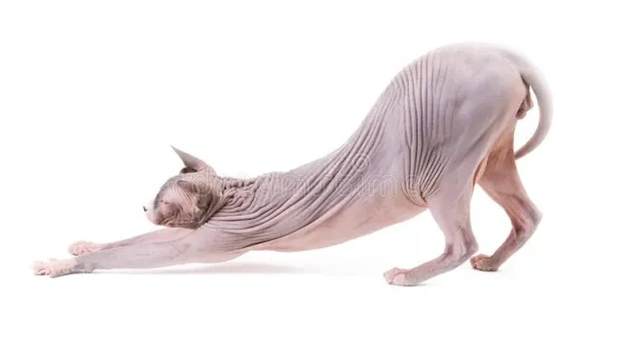 Sphynx cat