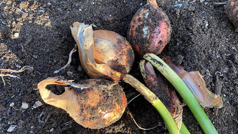 Seed Savers Double Harvest