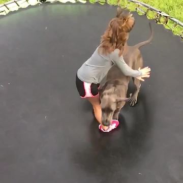 A Great Dane Dog Jumps On To The Trampoline And Knocks Down A Girl