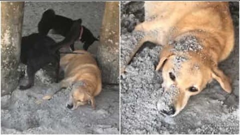 Giornata di relax in spiaggia si trasforma in incubo per questo cane