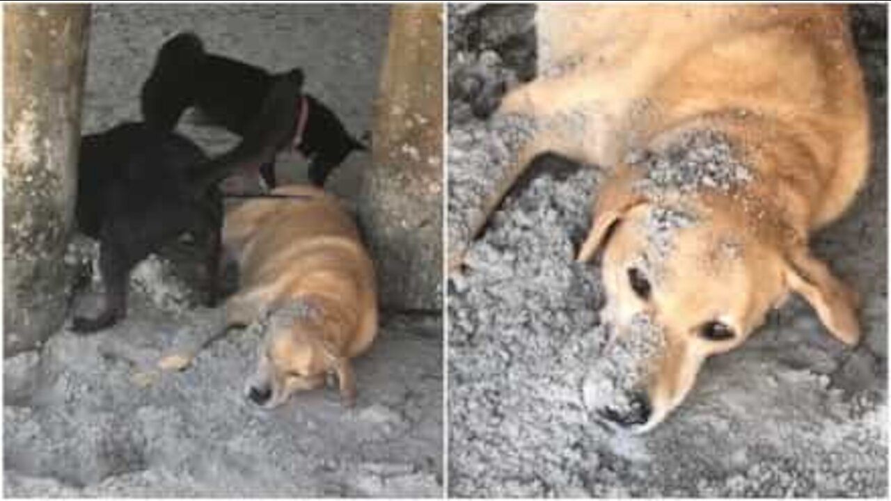 Giornata di relax in spiaggia si trasforma in incubo per questo cane