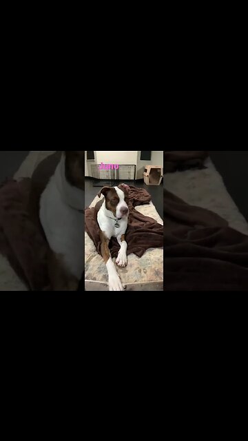 [Shorts 0077] JUNO [#dogs #doggos #doggies #puppies #dogdaycare]