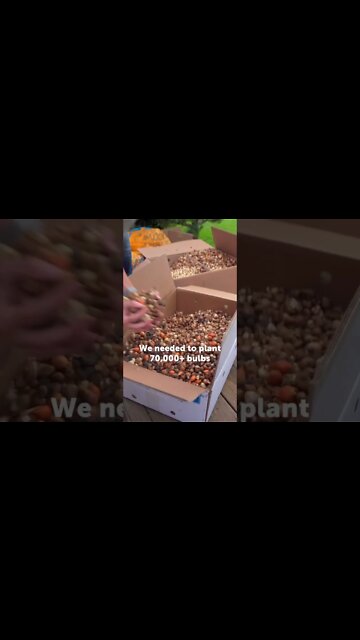 70,000+ bulbs in lawn. #shorts