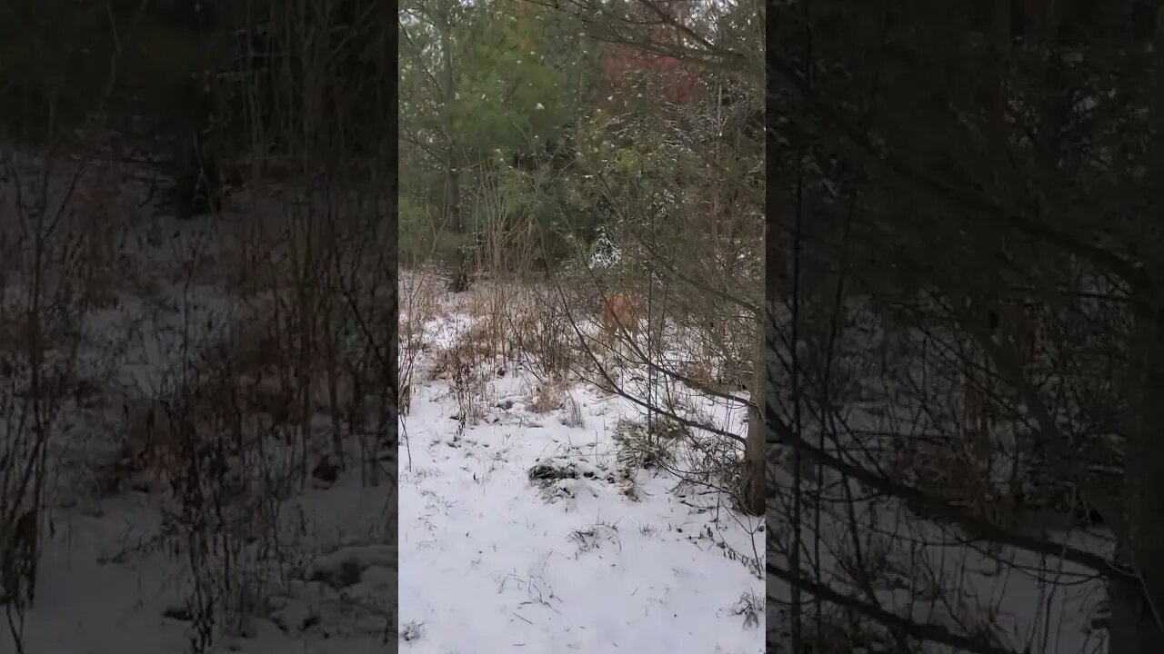doggo sniffing for rabbits