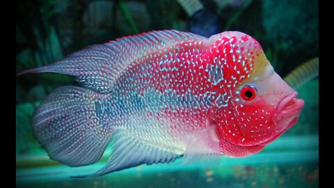 The cichlids are a family of fish characterized by their head shape and lip size.