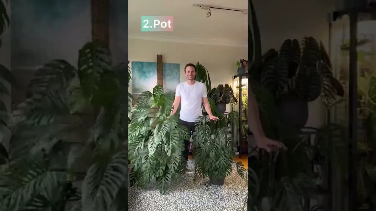 Chop & extend! Check out my channel for an in depth tutorial :) #monsteraadansonii subsp. laniata