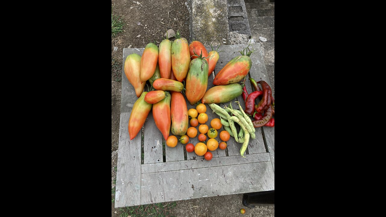 Tomatoes on the Vine