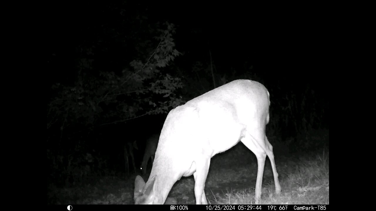 Deer 10-25-2024
