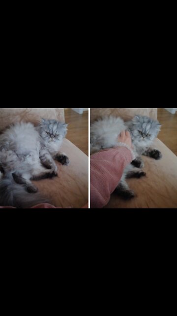 Grumpy Cat Pushes Away Owner's Attempt To Cuddle