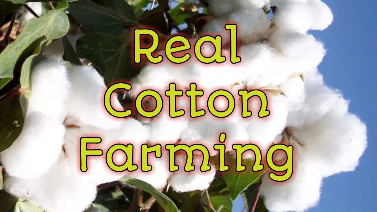 Real Cotton Farming At Lord Krishna's Hometown