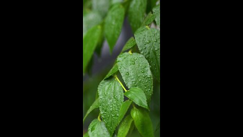 Relaxing Rain Sound