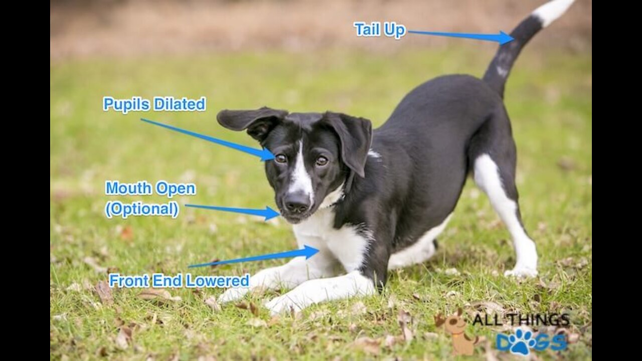 10 Odd Dog Behaviors and What They Actually Mean