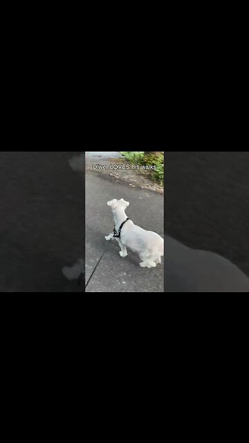 Oliver LOVES his walks!
