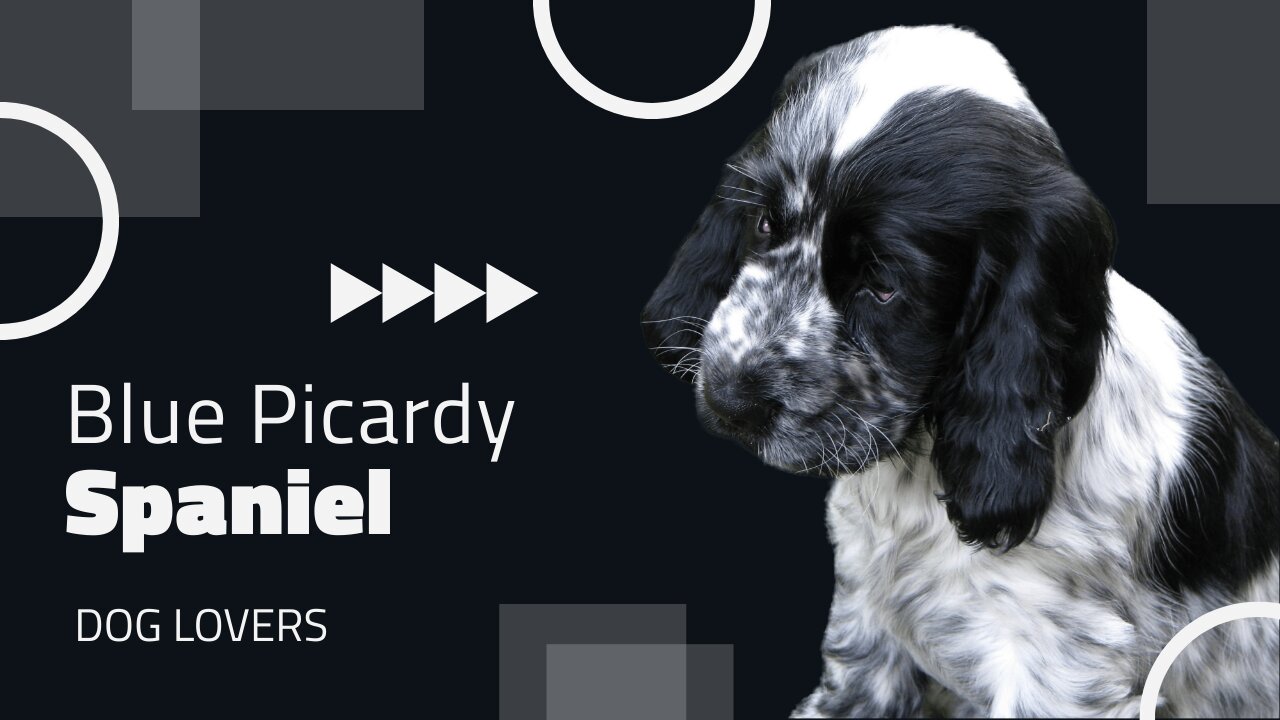 Blue Picardy Spaniel Dog Breed: Everything You Need to Know