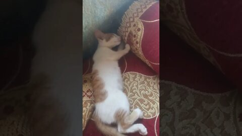 عندما تنام القطط
