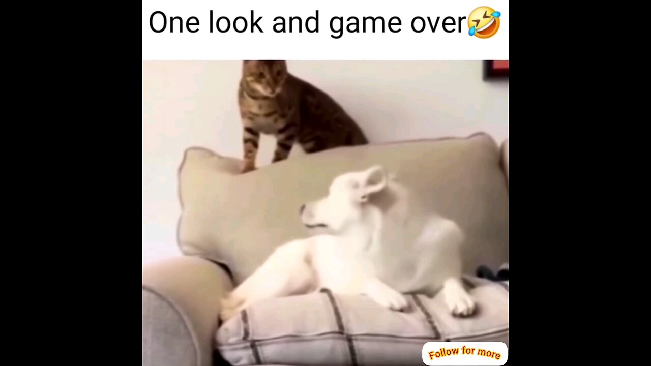 Look how scared the cat is🤣🤣intresting video