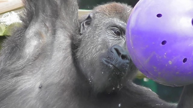 Naughty Gorilla Has Found Perfect Way To Fight Away Boredom