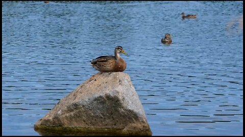 Duck Mallard Female Bird Water 🦆🦆