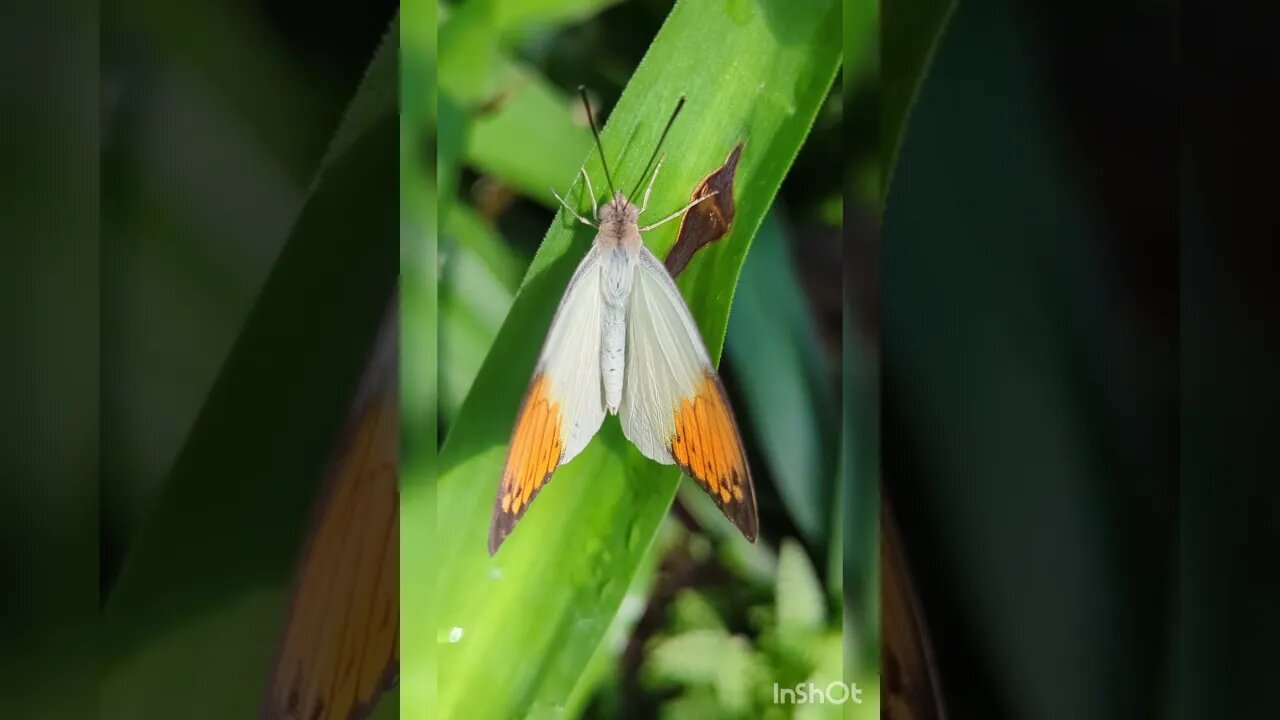 Great orange tip #butterflyhouse #insects