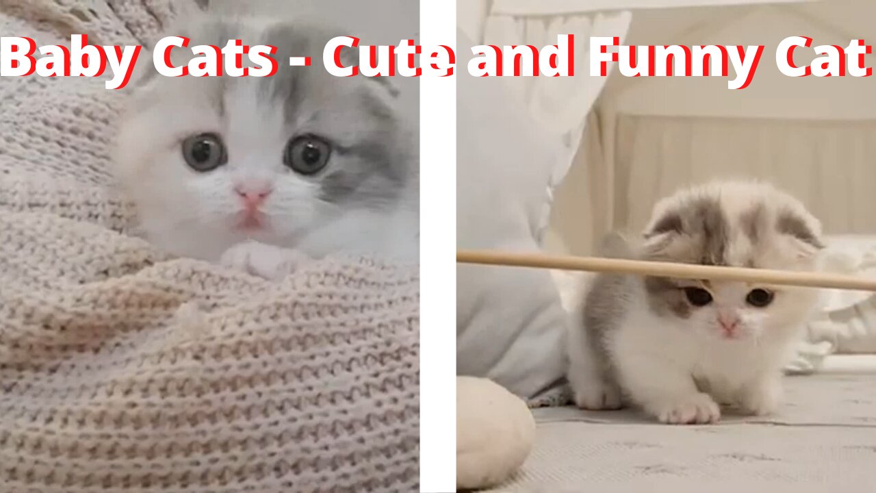 Baby Cats - Cute and Funny Cat -